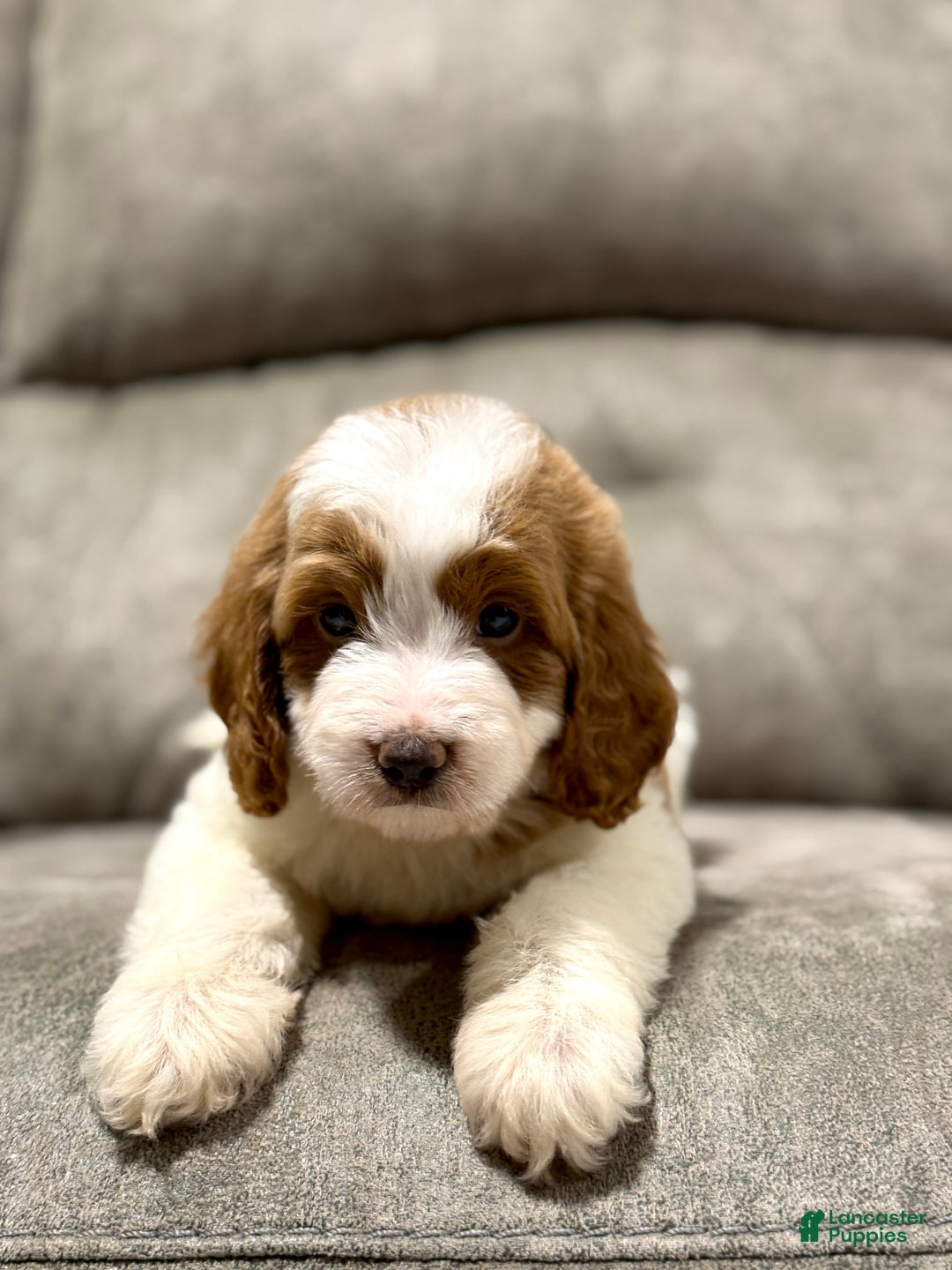 Goldendoodle dogs for sale: Piper - Ad 6
