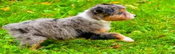Mini Aussiedoodle dogs for sale: Lacey - Ad 6