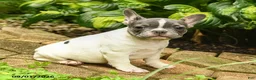 French Bulldog dogs for sale: Christine - Ad 3