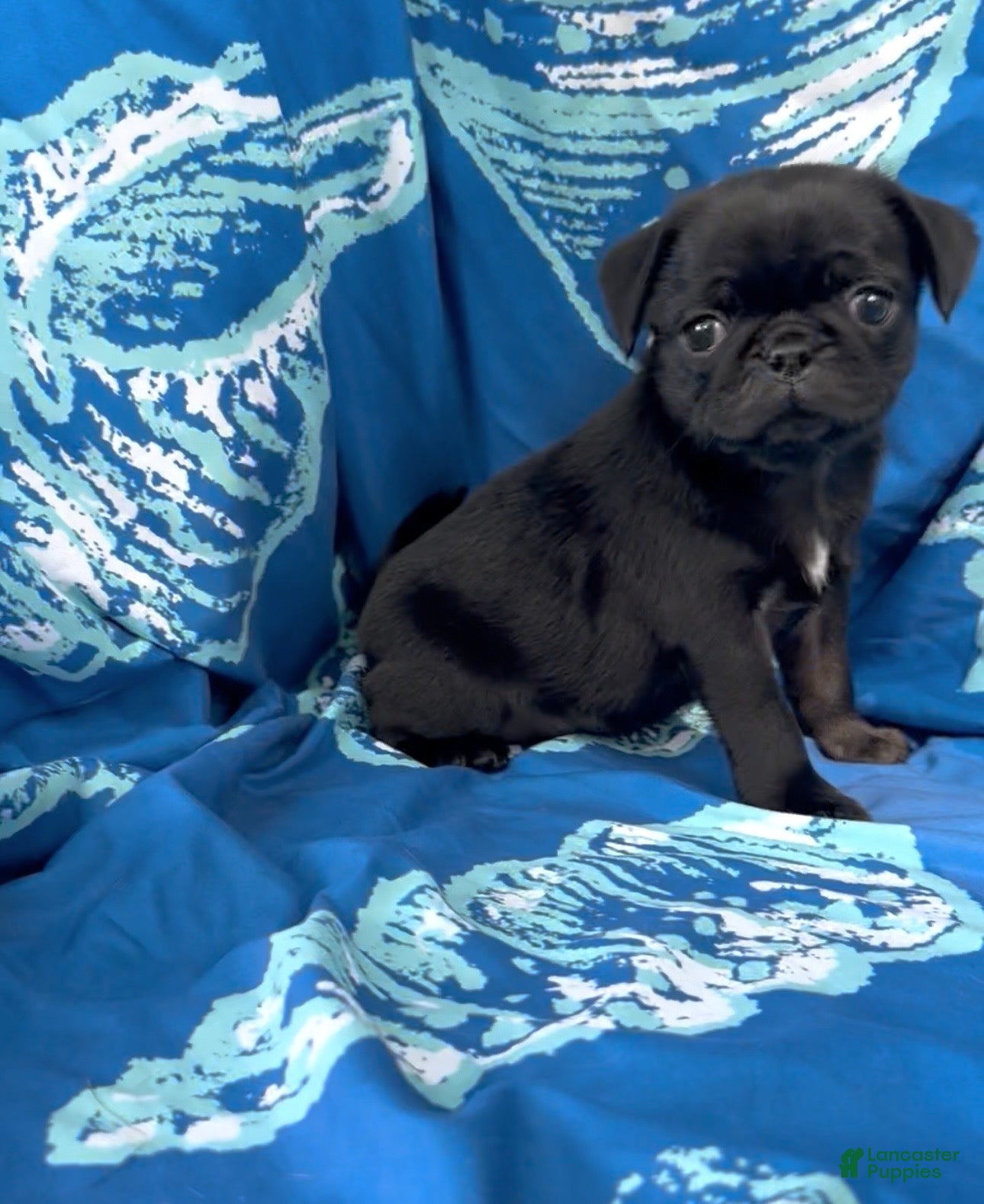 Pug dogs Rosy - Ad 3