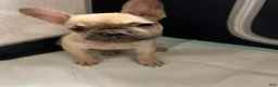French Bulldog dogs for sale: BonBon - Ad 9
