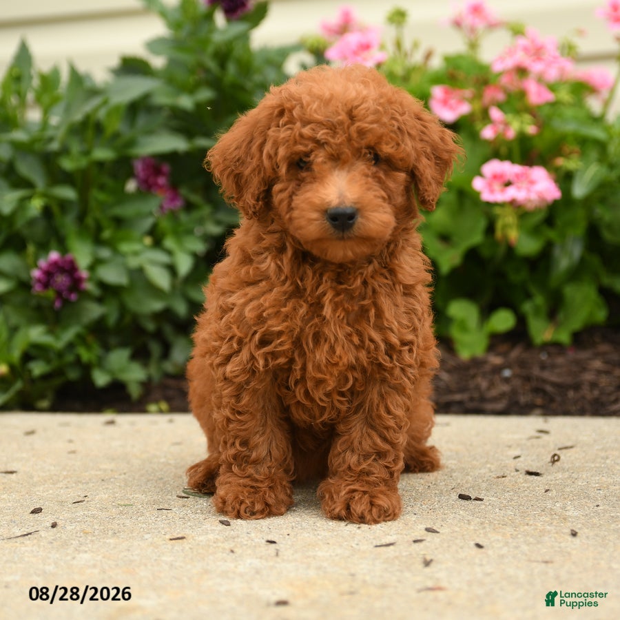 Miniature Poodle dogs Rascal - Ad 2