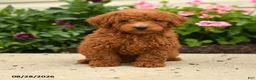 Miniature Poodle dogs for sale: Rascal - Ad 2