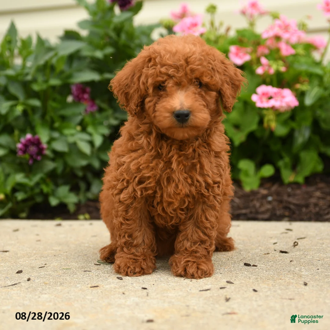 Miniature Poodle dogs for sale: Rascal - Ad 2
