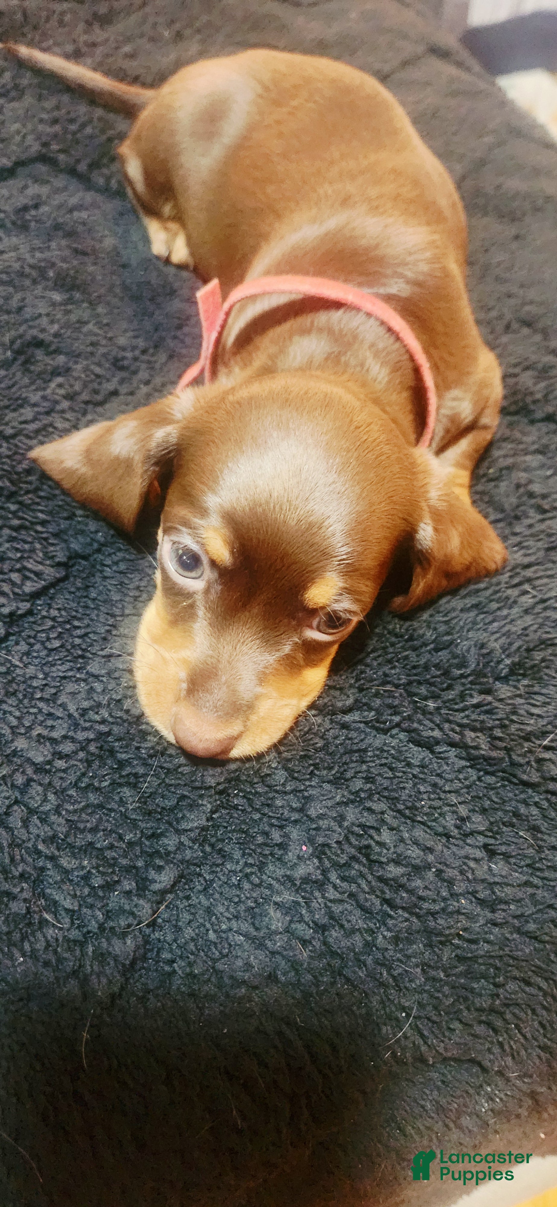 Dachshund dogs for sale: Dachshund Puppy Chunky - Ad 3