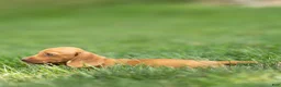 Miniature Dachshund dogs for sale: Mylan Miniature Dachshund  - Ad 7