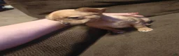 Chihuahua dogs for sale: Chihuahua 1 F - Ad 2