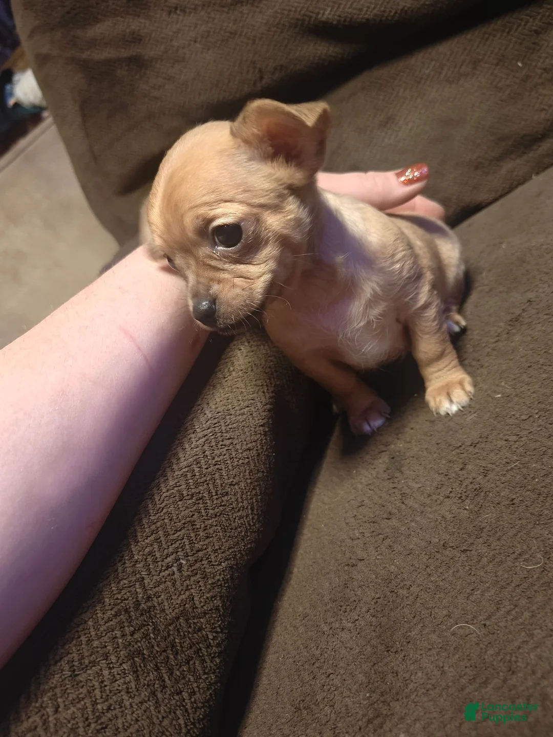Chihuahua dogs for sale: Chihuahua 1 F - Ad 2