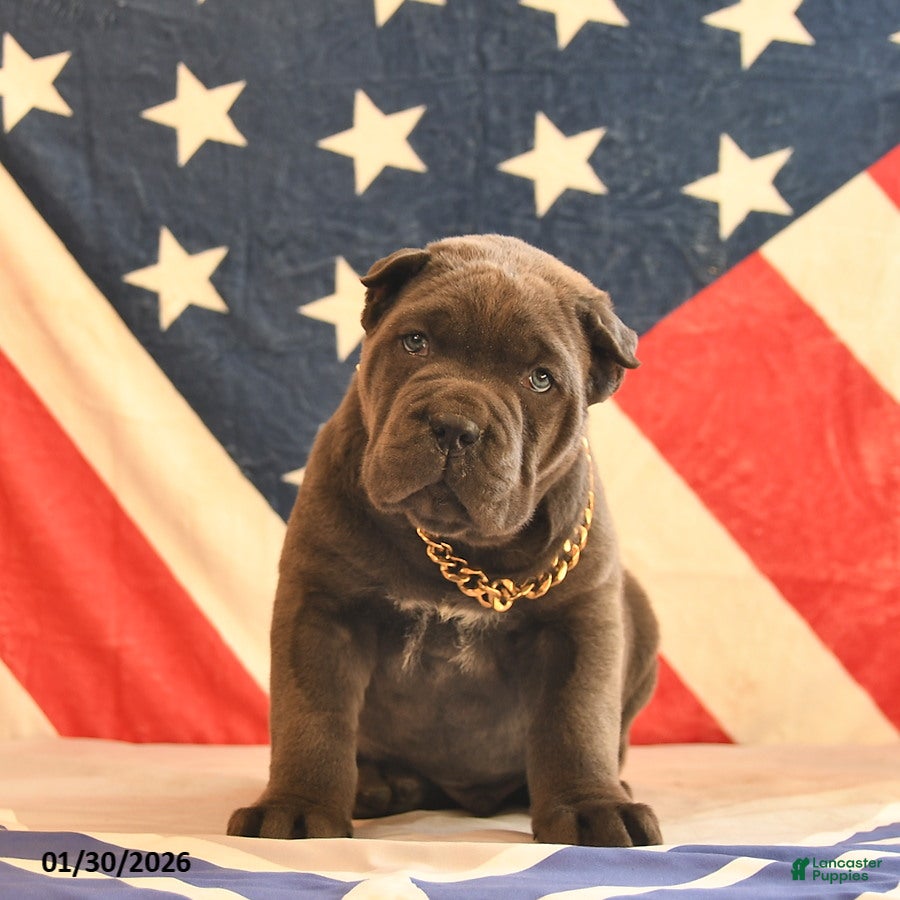 Cane Corso dogs Ivanhoe  - Ad 2