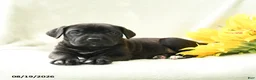 Cane Corso dogs for sale: Bella   - Ad 3