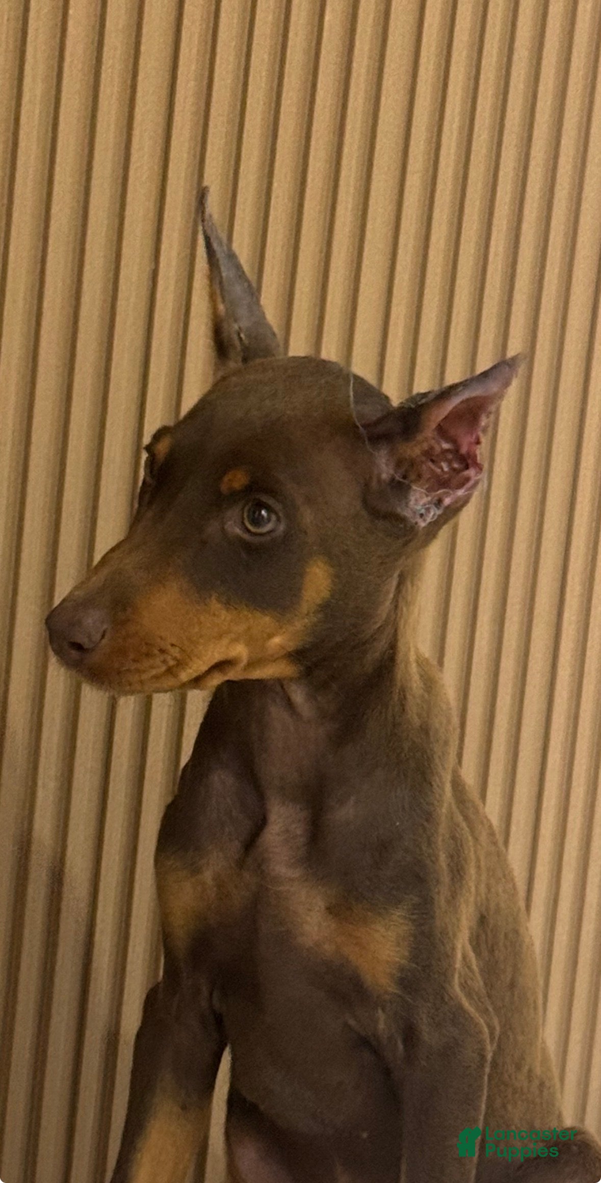 Doberman Pinscher dogs Doberman Pinscher Puppy 1 - Ad 37