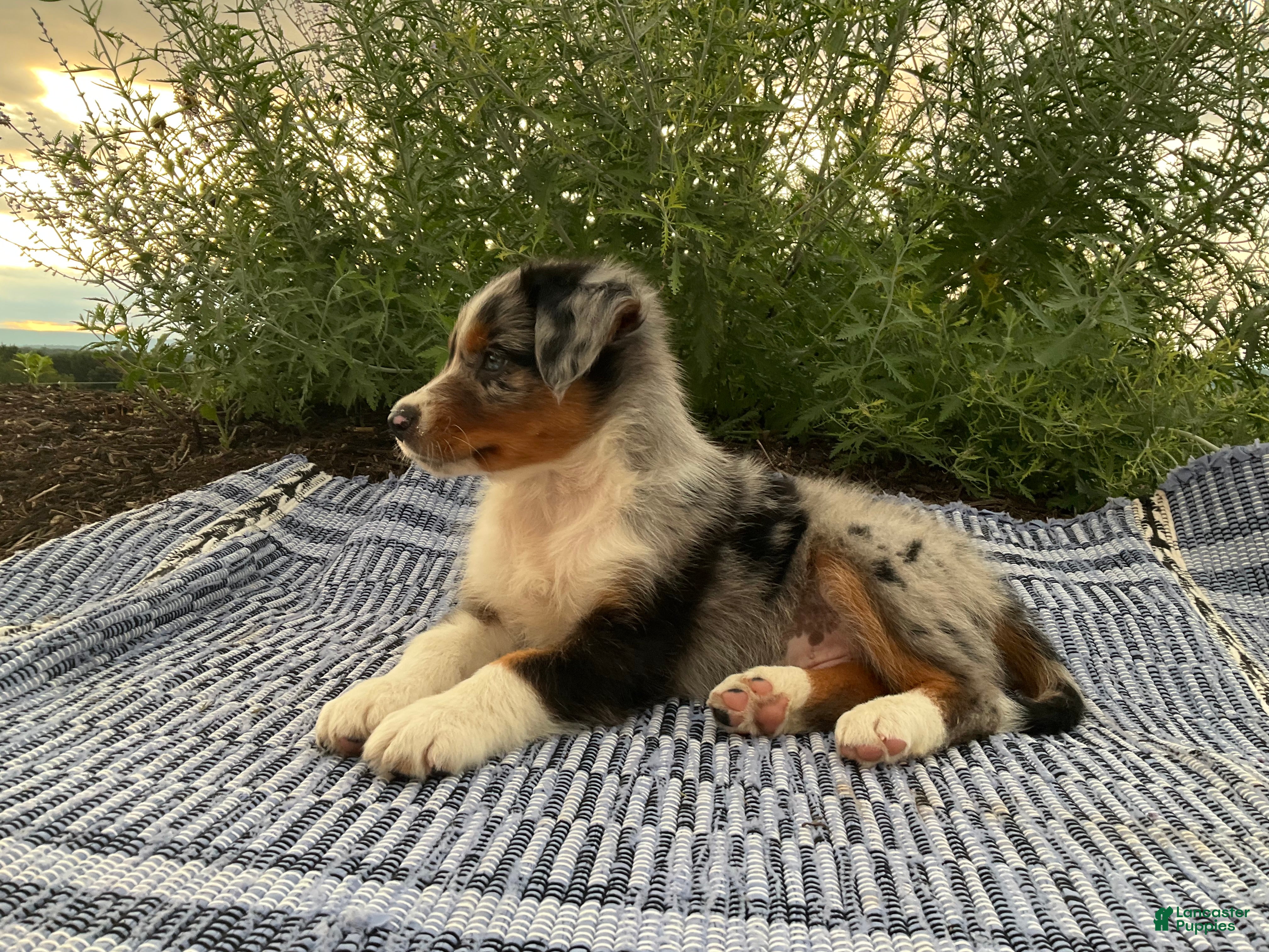 Australian Shepherd dogs Kody - Ad 2
