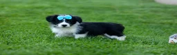 Corgipoo dogs for sale: NELSON - Ad 6