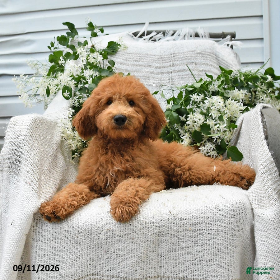 Goldendoodle dogs Jordan - Ad 2
