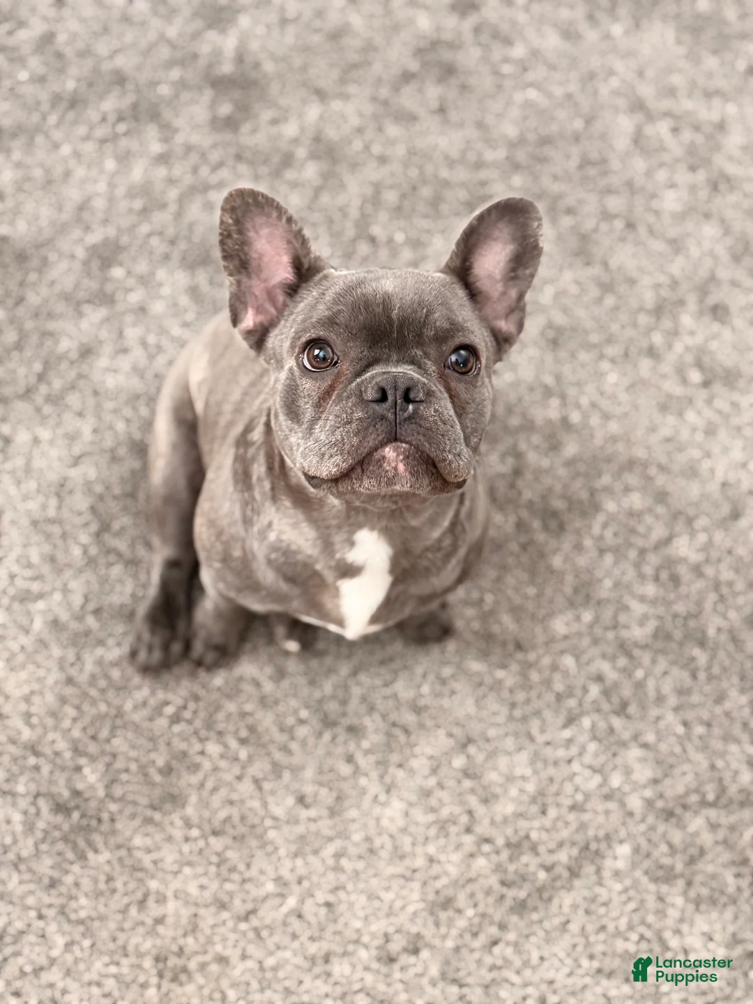 French Bulldog dogs for sale: French Bulldog Puppy 1 - Ad 1
