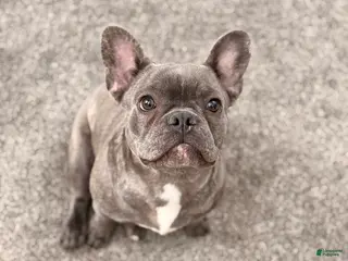 French Bulldog dogs French Bulldog Puppy 1 - Ad 41
