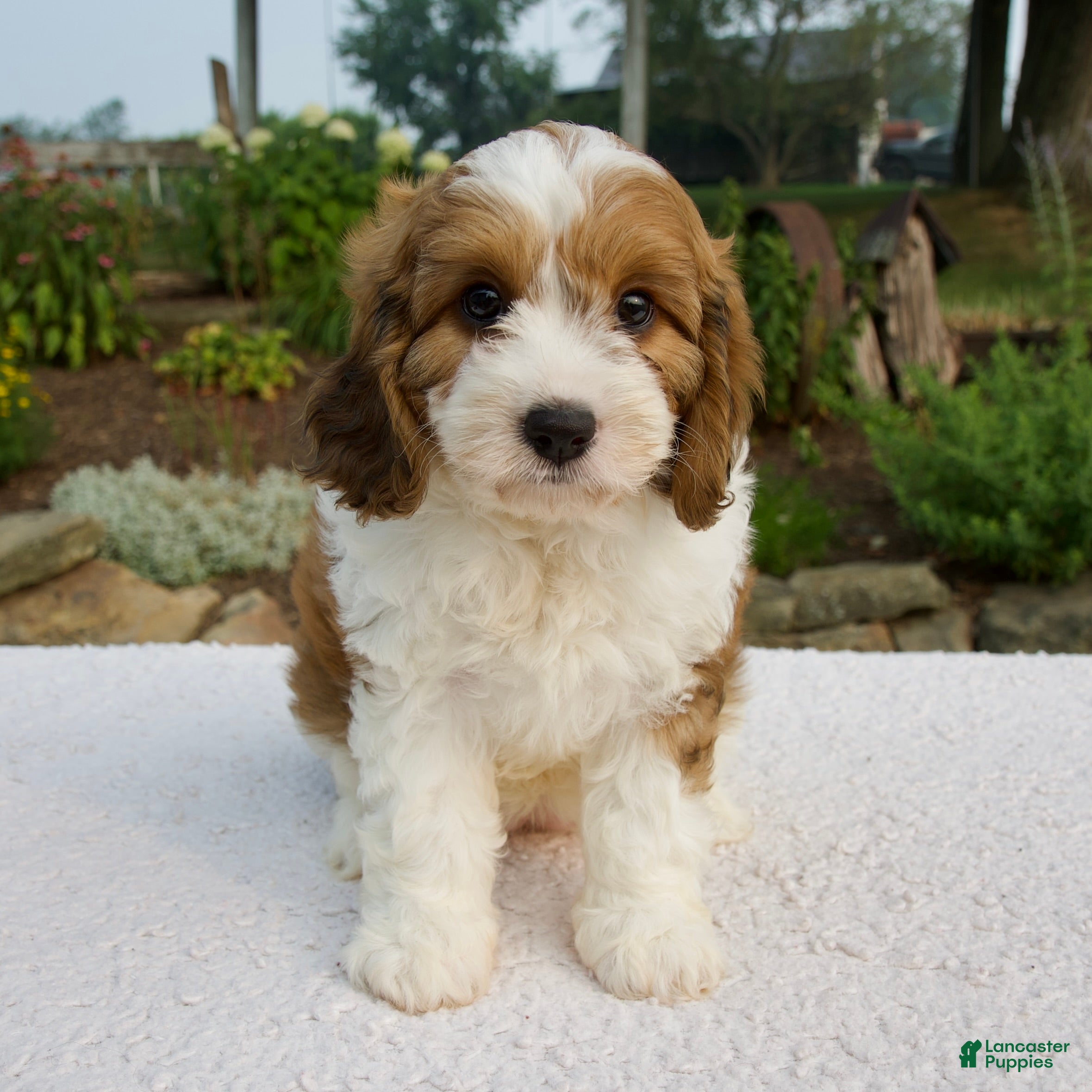 Cavapoo dogs Ila - Ad 1