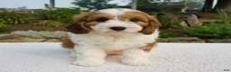 Cavapoo dogs for sale: Ila - Ad 1