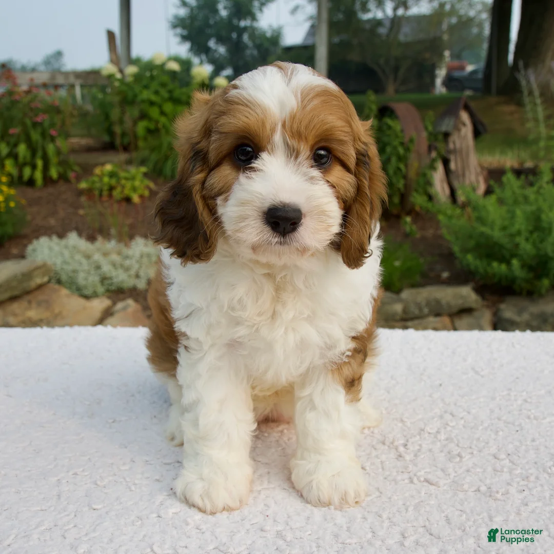 Cavapoo dogs for sale: Ila - Ad 1