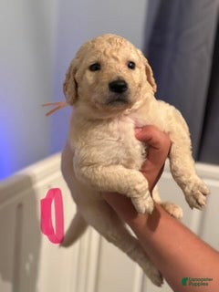 Goldendoodle dogs Pink Girl - Ad 2