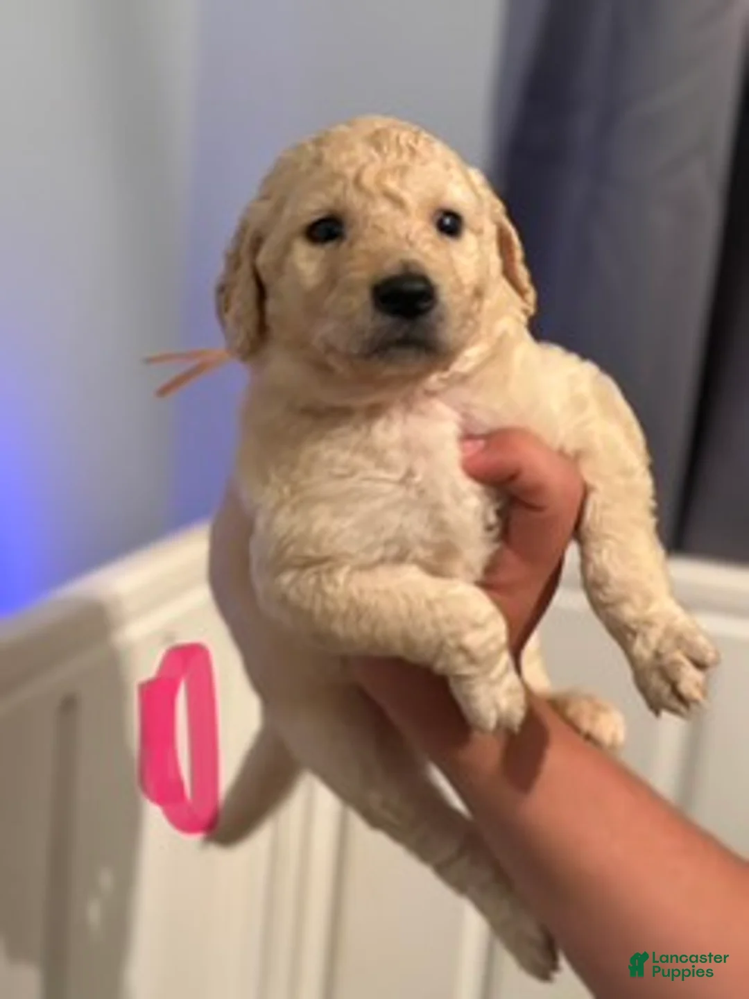 Goldendoodle dogs for sale: Pink Girl - Ad 2