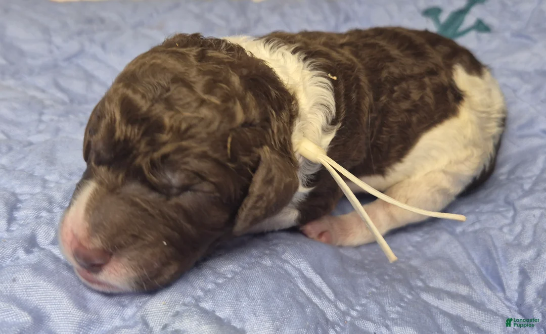 Labradoodle dogs for sale: Kudzu - Ad 2