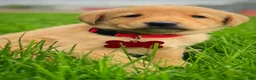 Labrador Retriever dogs for sale: Labrador Retriever Puppy 1 - Ad 22