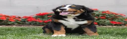 Bernese Mountain Dog dogs for sale: Bryan (Genetically Clear) Bernese Mountain Dog  - Ad 7