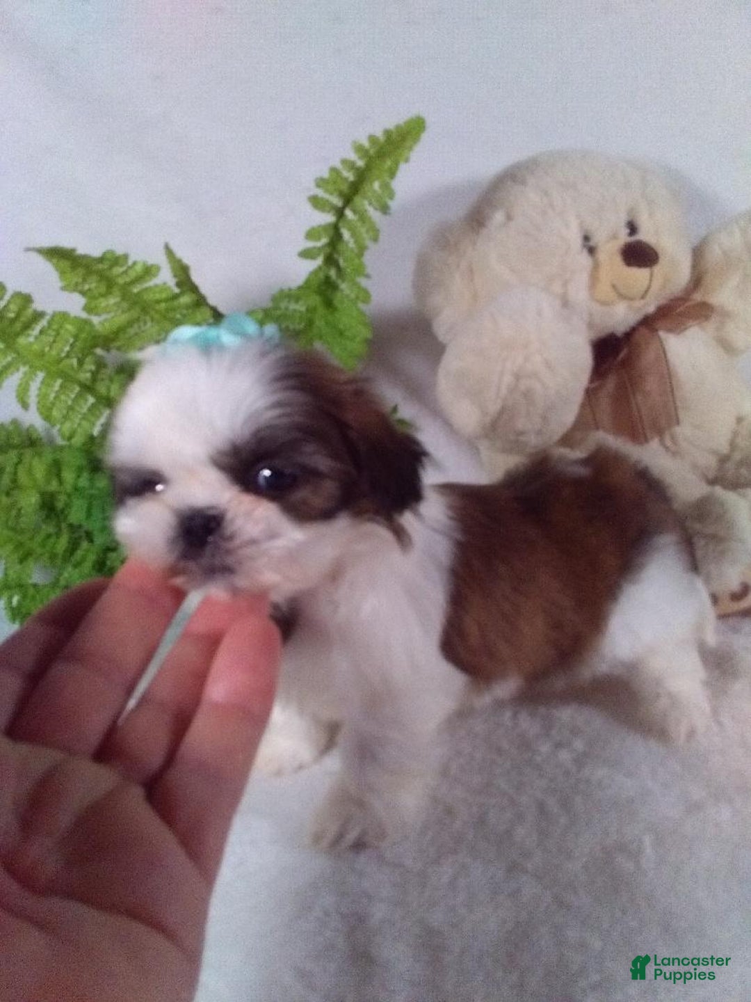 Shih Tzu dogs for sale: Bella - Ad 5