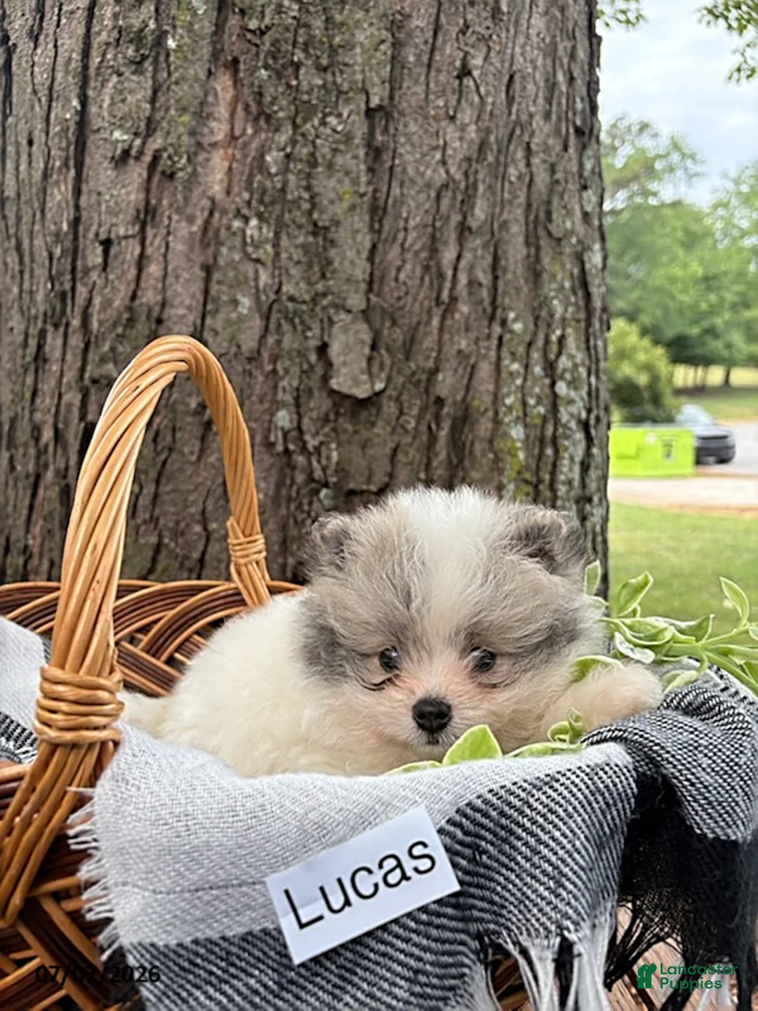 Mixed Breed dogs for sale: Lucas - Ad 4