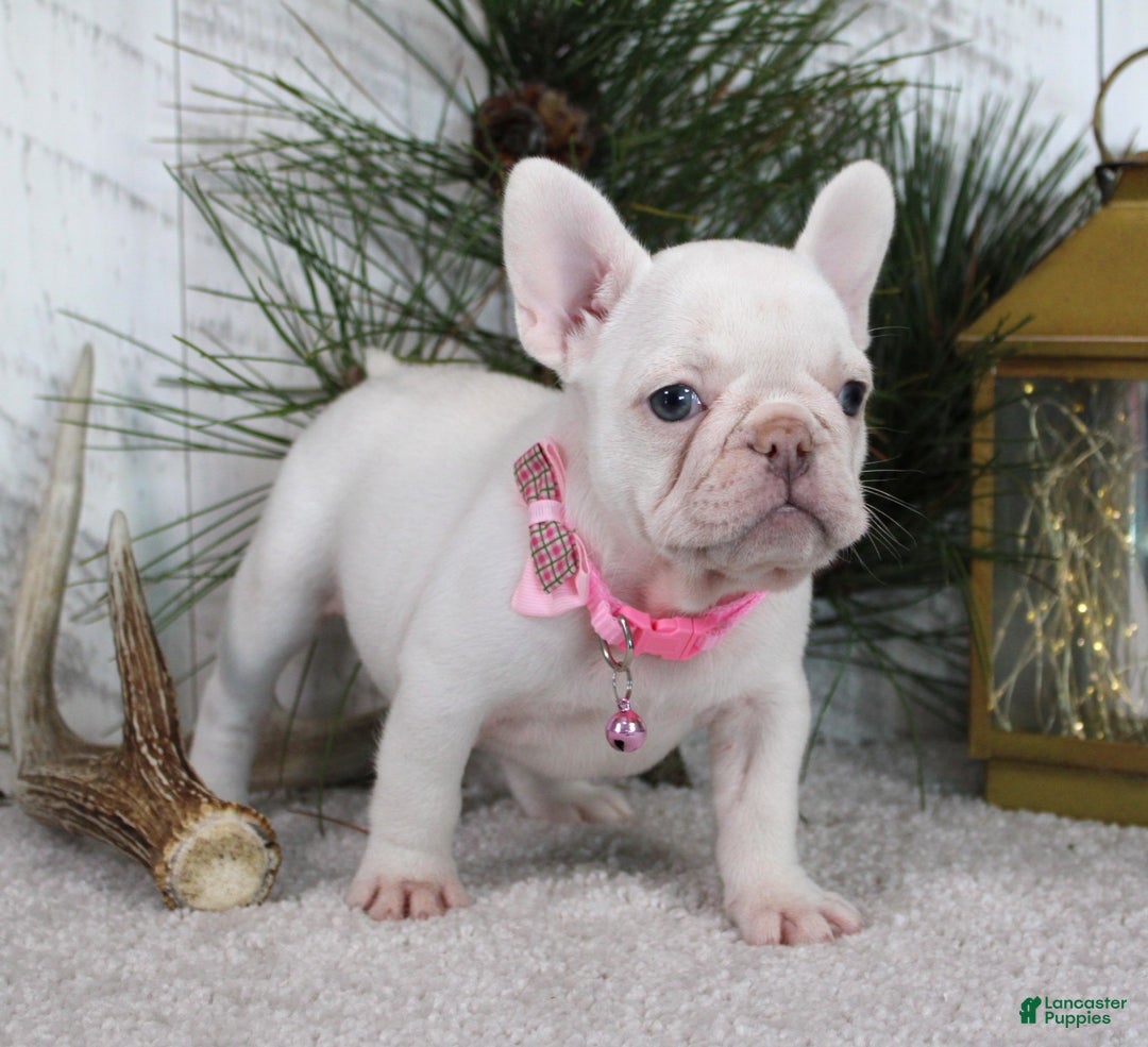 French Bulldog dogs for sale: Candy - Ad 4