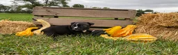 Boston Terrier dogs for sale: Glacier - Ad 7