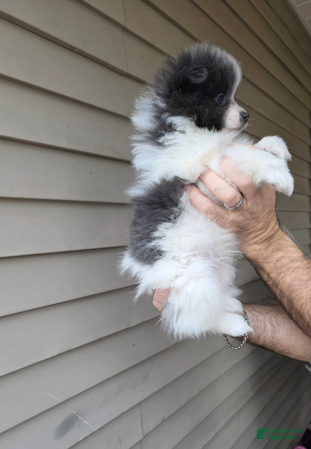 Pomeranian dogs for sale: Jack - Ad 3