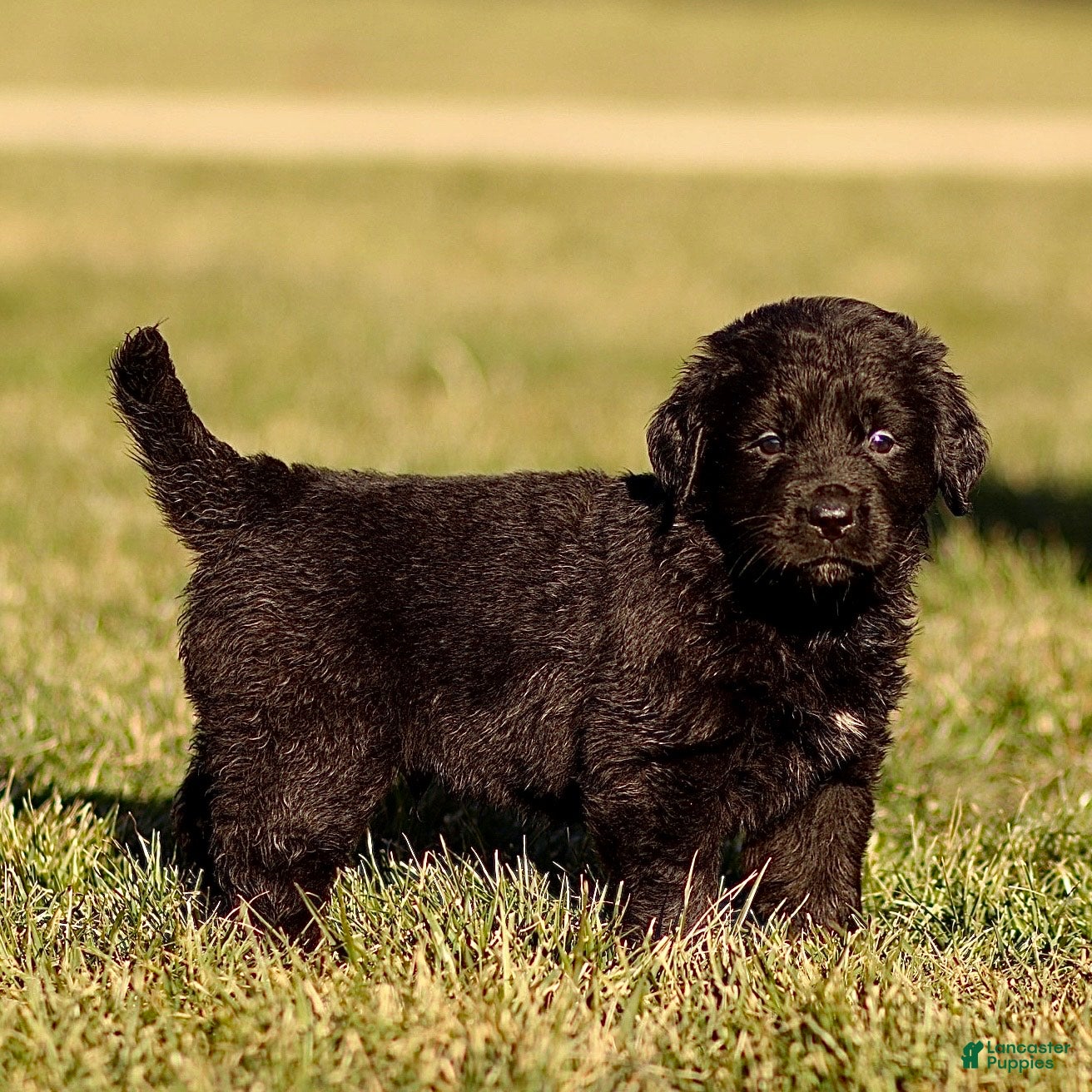 Mixed Breed dogs Lincoln - Ad 23