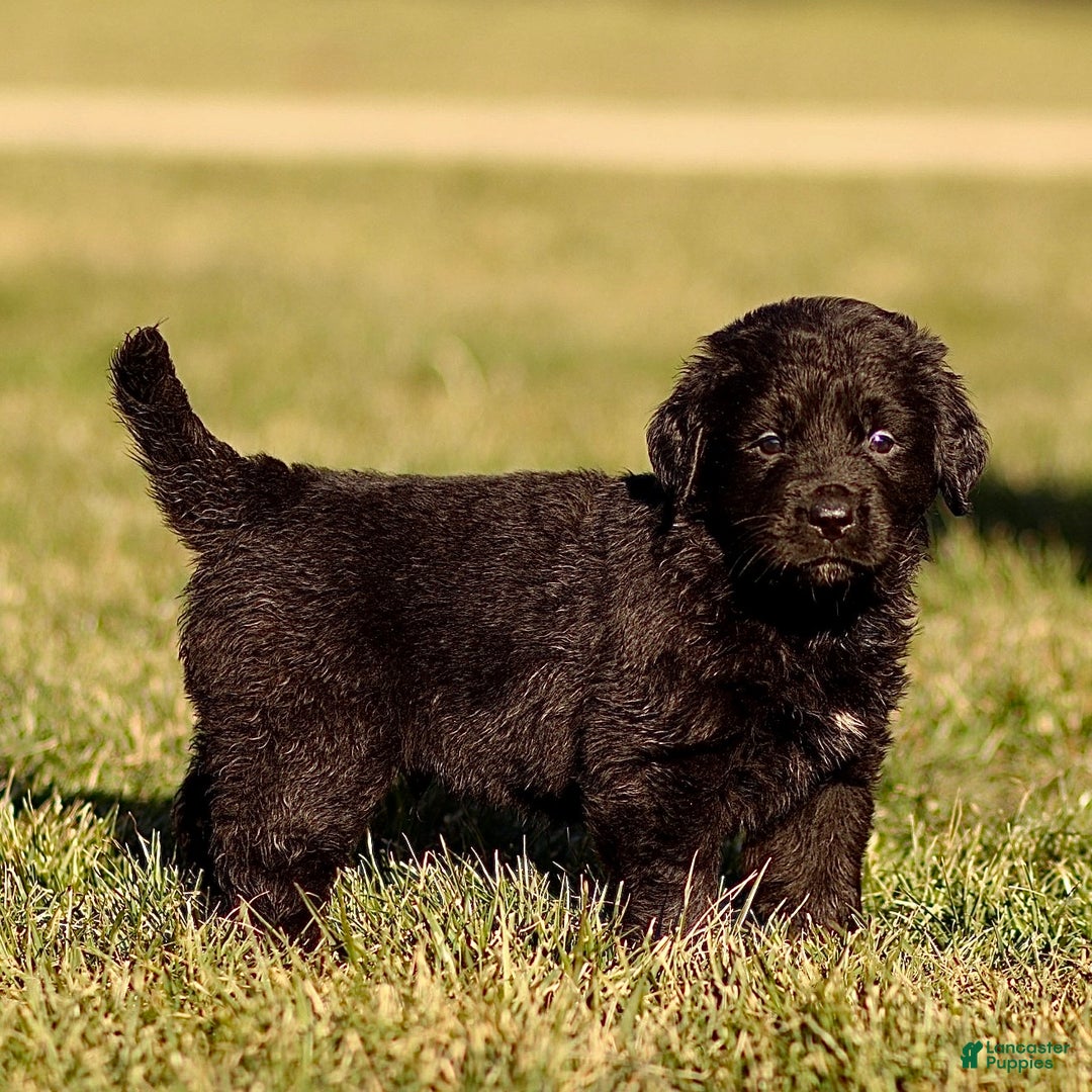 Mixed Breed dogs for sale: Lincoln - Ad 1