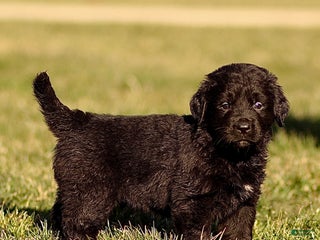 Mixed Breed dogs Lincoln - Ad 23