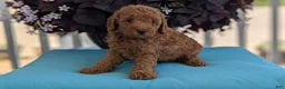 Toy Poodle dogs for sale: Toby - Ad 13