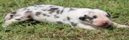 Great Dane dogs for sale: Great Dane 2 - Ad 8