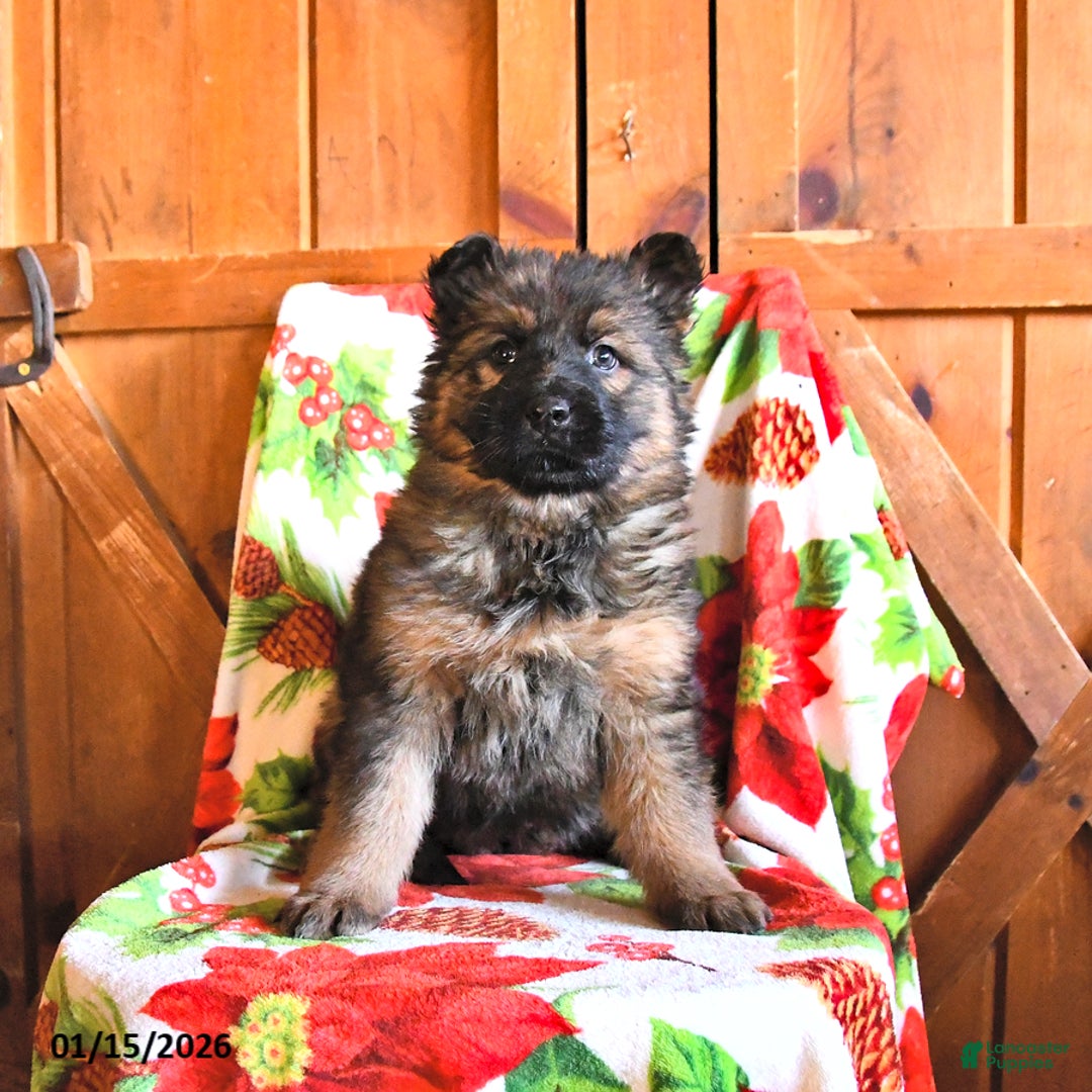 German Shepherd dogs for sale: Paisley - Ad 2