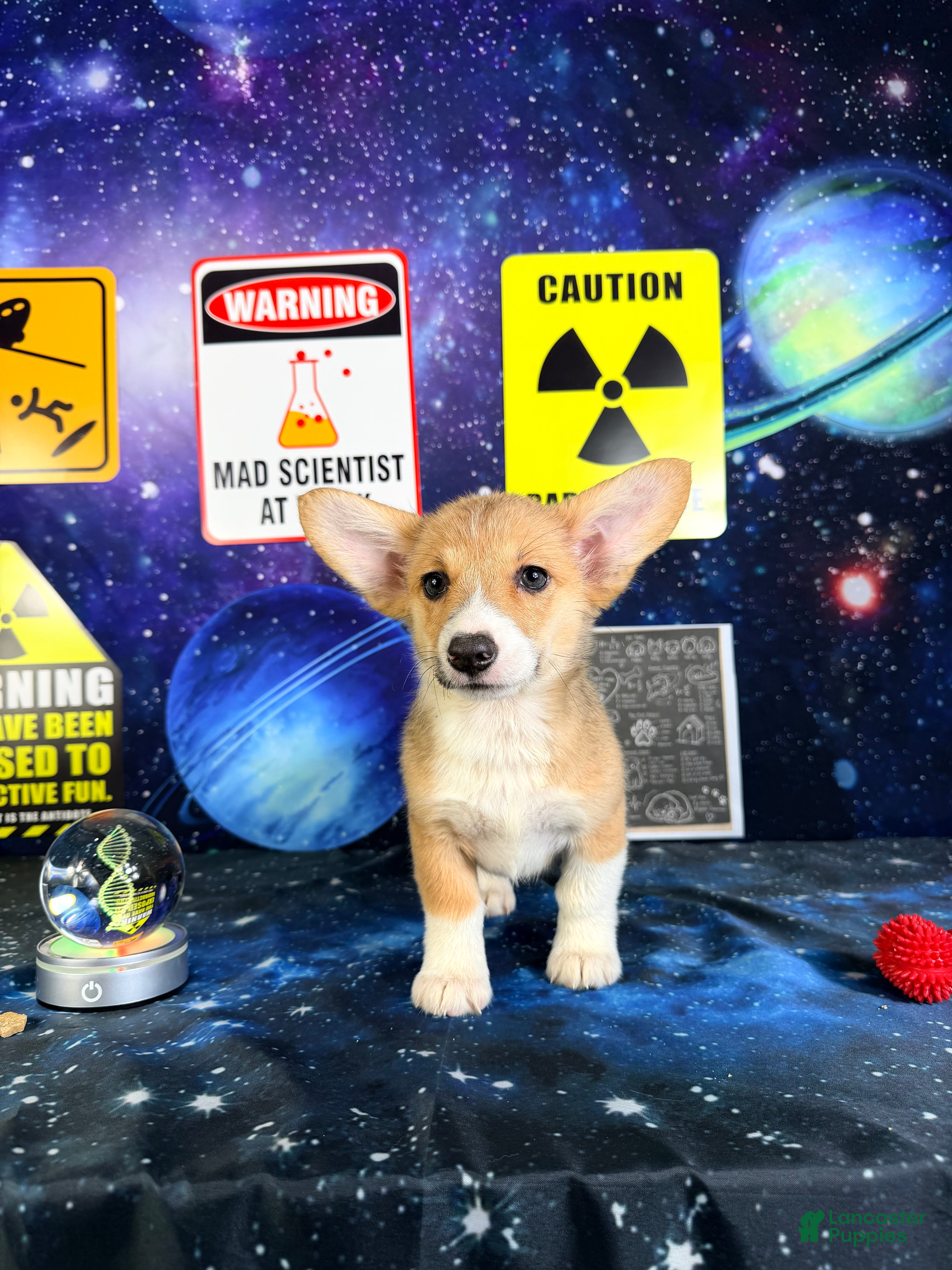 Welsh Corgi Pembroke dogs Luna - Ad 1