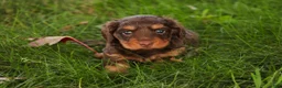 Miniature Dachshund dogs for sale: Barnaby Miniature Dachshund  - Ad 6
