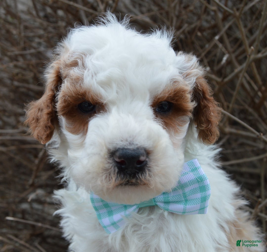 Cavapoo dogs for sale: Charlie - Ad 5