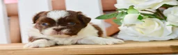 Shih Tzu dogs for sale: Banks - Ad 5