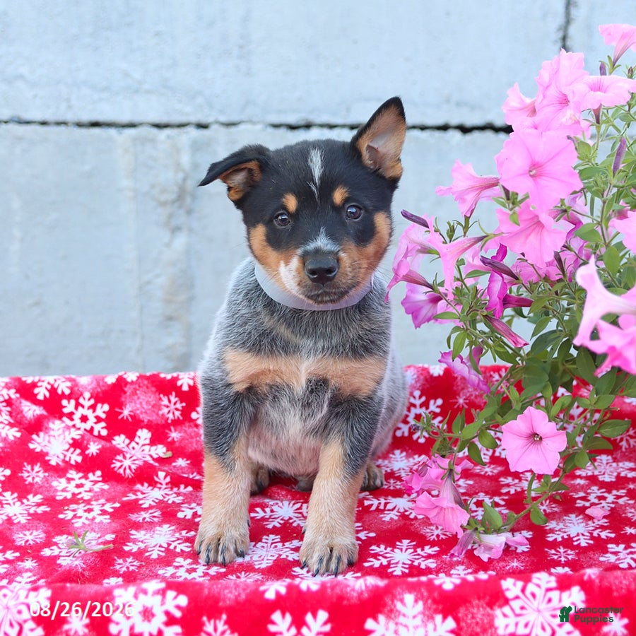 Australian Cattle Dog dogs Arlo - Ad 2