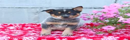 Australian Cattle Dog dogs for sale: Arlo - Ad 2