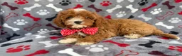 Cavapoo dogs for sale: Leo - Ad 6
