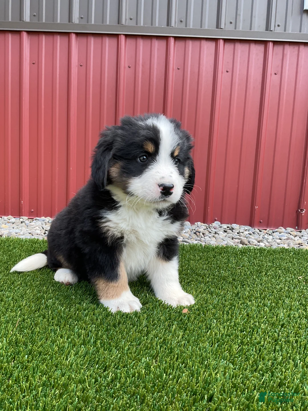Bernedoodle dogs for sale: Flower - Ad 3