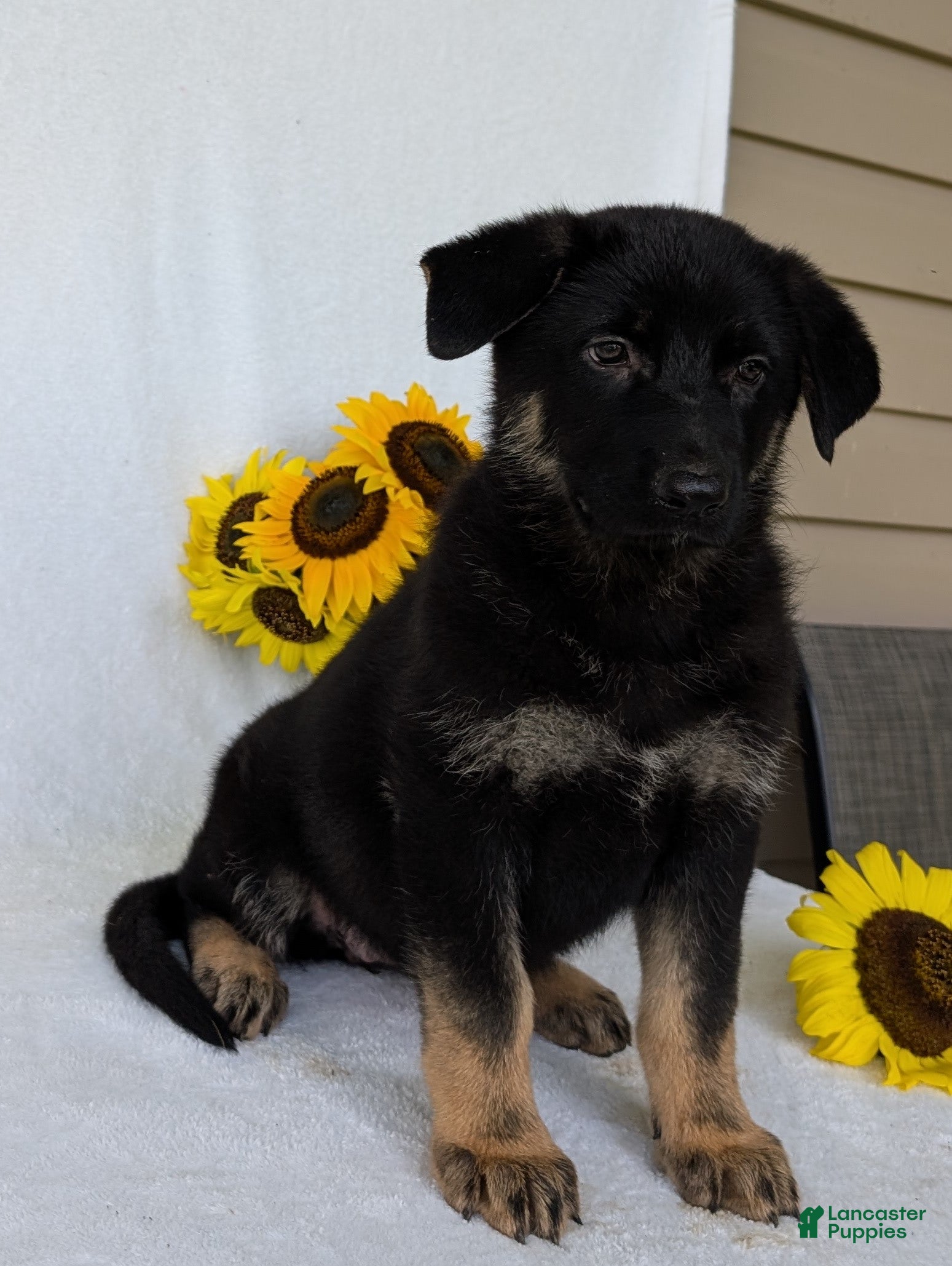 German Shepherd dogs Beauty  - Ad 2