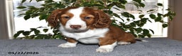 Miniature Dachshund dogs for sale: Charlie - Ad 3