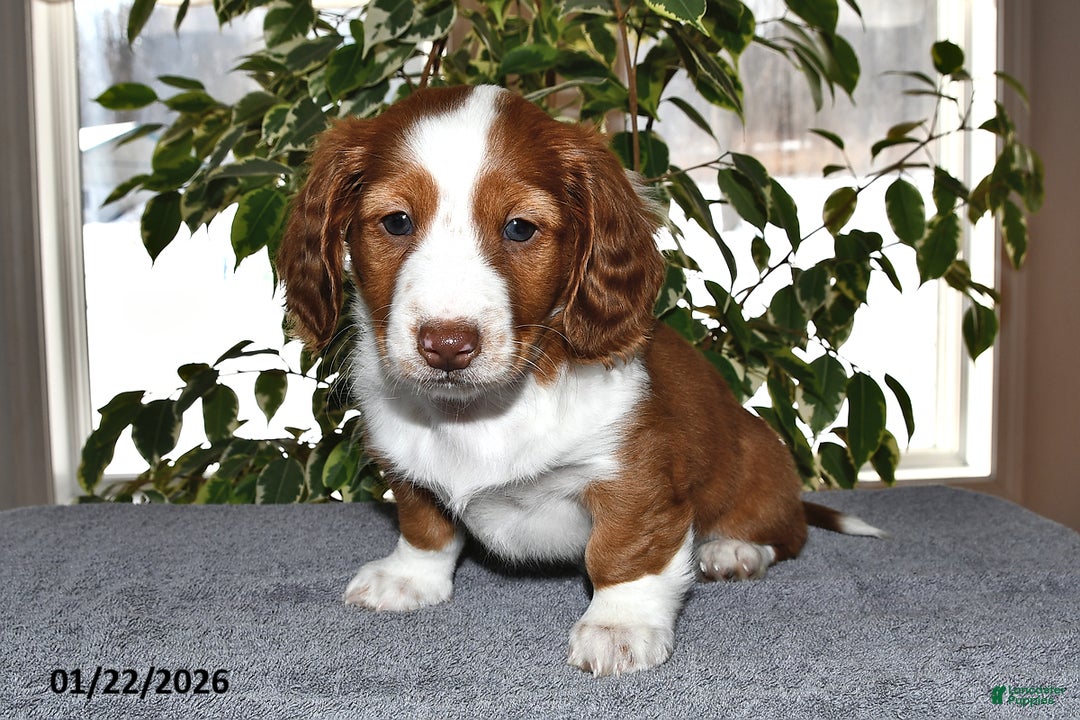 Miniature Dachshund dogs for sale: Charlie - Ad 3